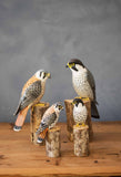 Aviologie | Mini Kestrel - 6.75"H - Hand Carved Ornament