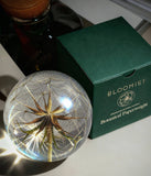Bloomist | Goatsbeard Botanical Resin Paperweight