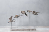 Aviologie | Sanderlings - Flying Set of 5 - 22"L x 17”H- Ornament