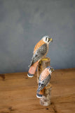 Aviologie | Mini Kestrel - 6.75"H - Hand Carved Ornament