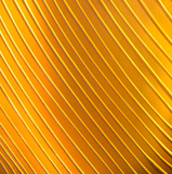 Fascapple glass | Gold Lunar lines