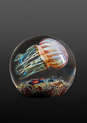 Satava | Passion Moon Jellyfish, Side swimmer