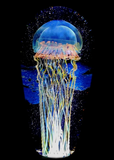 Satava | Moon Jellyfish Seascape