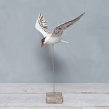 Aviologie | Tern - Flying - 17"H -Carved Wooden Ornament