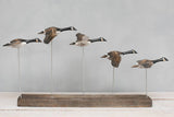 Aviologie | Canada Goose - Flying Set of 5 - 22"L -Carved Ornament