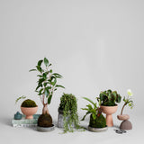 Bloomist | Stacking Stone Frog