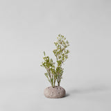 Bloomist | Round Stone Frog