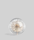 Bloomist | Dandelion Botanical Resin Paperweight